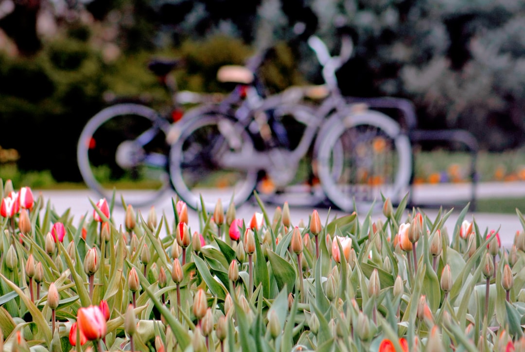 Photo Tulip fields