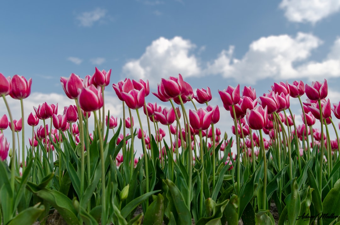 Photo Tulip fields