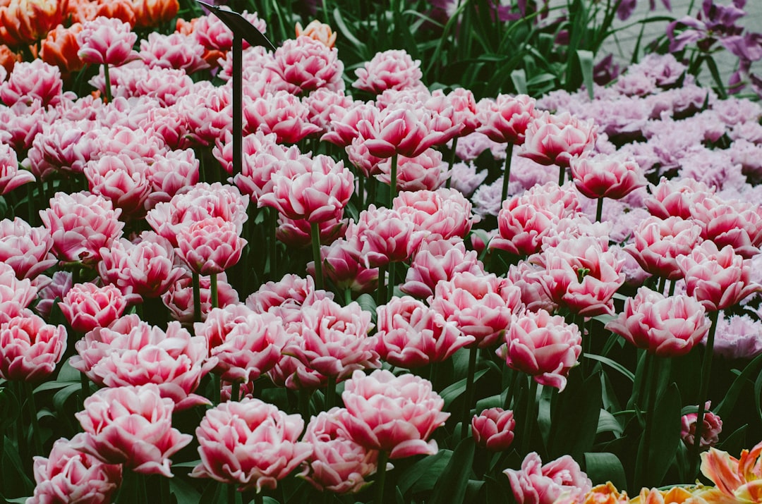 Photo Tulip fields