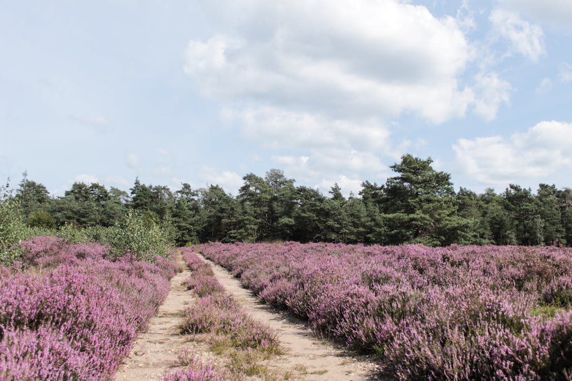 verrassende vakantiebestemmingen in de Nederlandse natuur