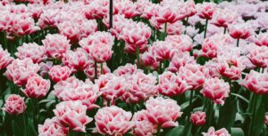 Photo Tulip fields