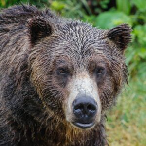 canada wildlife